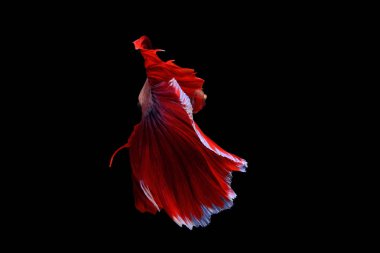 Siyam mücadele balık