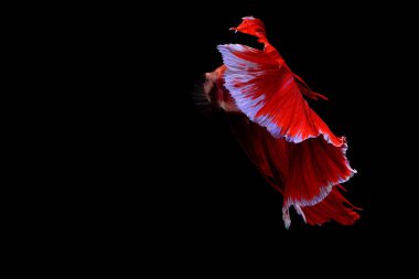 Siyam mücadele balık