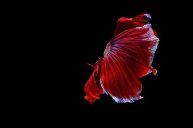 Siyam mücadele balık