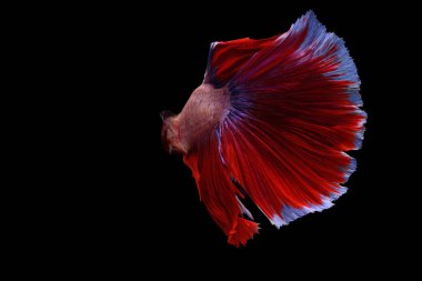 Siyam mücadele balık