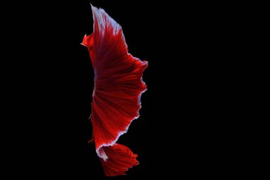 Siyam mücadele balık