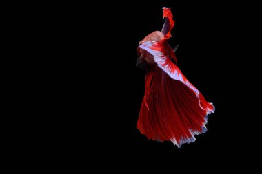 Siyam mücadele balık