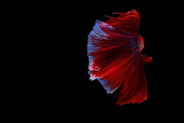 Siyam mücadele balık