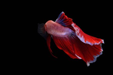 Siyam mücadele balık