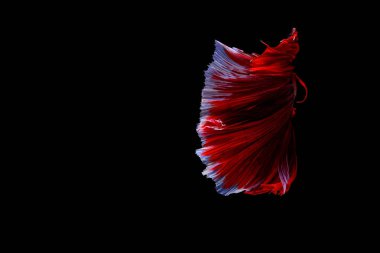 Siyam mücadele balık