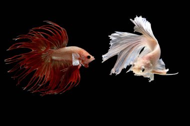 Siyam mücadele balık