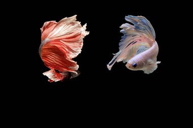 Siyam mücadele balık