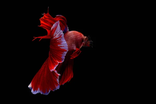 Pesce siamese da combattimento — Foto Stock
