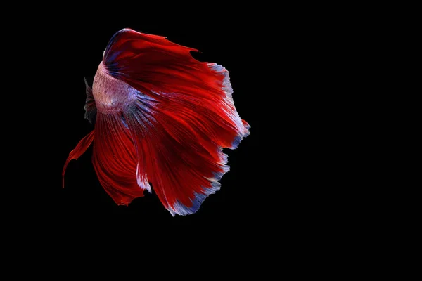 Siamese fighting fish — Stock Photo, Image