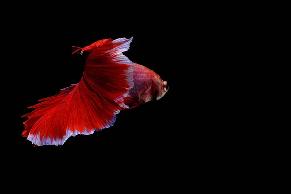 Сиамская боевая рыба — стоковое фото