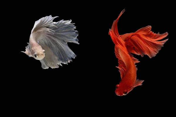 Siamese fighting fish — Stock Photo, Image