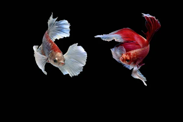 Siamese fighting fish — Stock Photo, Image