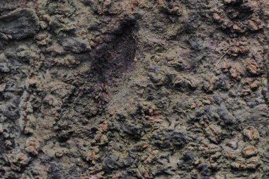 Ahşap arka plan doku ve Özet 