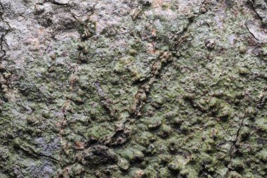 Ahşap arka plan doku ve Özet 