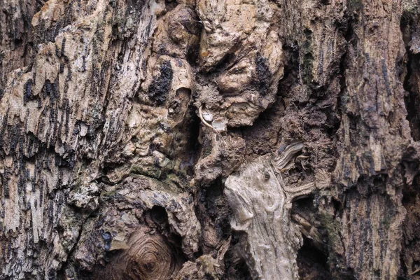 Struttura di fondo in legno e astratto — Foto Stock