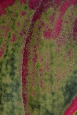 Ahşap arka plan doku ve Özet 