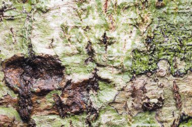 Ahşap arka plan doku ve Özet 