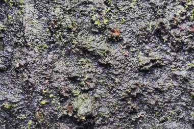 Ahşap arka plan doku ve Özet 