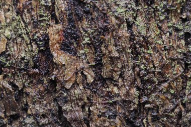 Ahşap arka plan doku ve Özet 