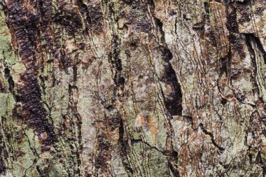 Ahşap arka plan doku ve Özet 