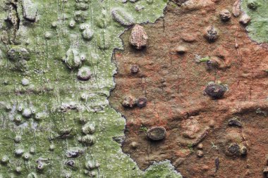 Ahşap arka plan doku ve Özet 