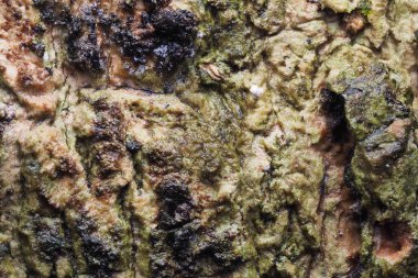 Ahşap arka plan doku ve Özet 