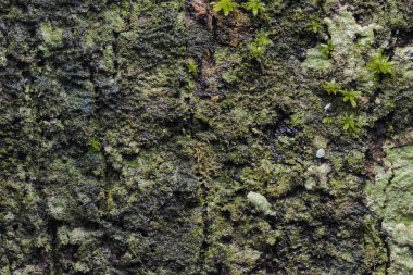 Ahşap arka plan doku ve Özet 