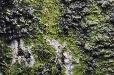 Ahşap arka plan doku ve Özet 