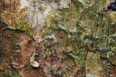 Ahşap arka plan doku ve Özet 