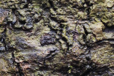 Ahşap arka plan doku ve Özet 