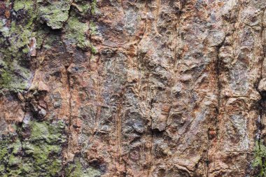 Ahşap arka plan doku ve Özet 