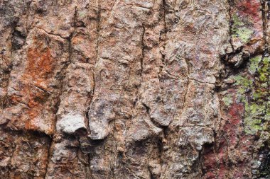 Ahşap arka plan doku ve Özet 