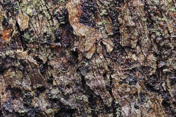 Textura de fundo de madeira e resumo — Fotografia de Stock