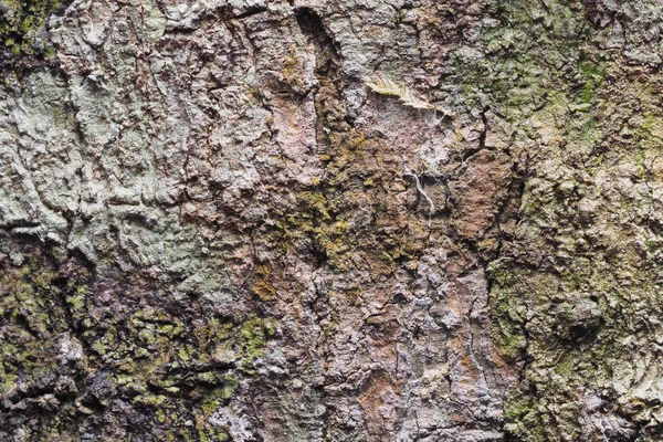 Textura de fondo de madera y abstracto — Foto de Stock