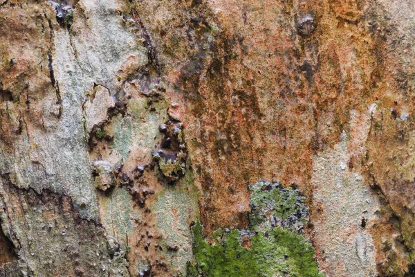 Текстура тла дерева та абстрактні — стокове фото