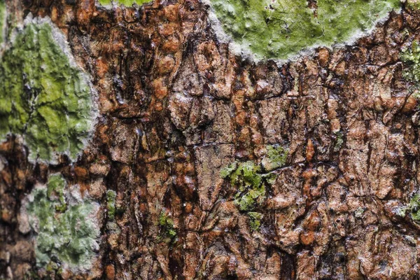 Ahşap arka plan doku ve Özet 