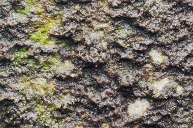 Ahşap arka plan doku ve Özet 