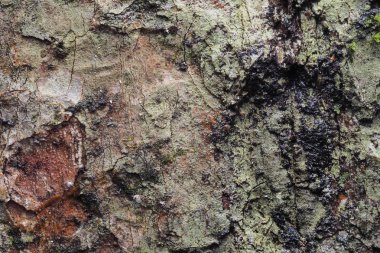 Ahşap arka plan doku ve Özet 