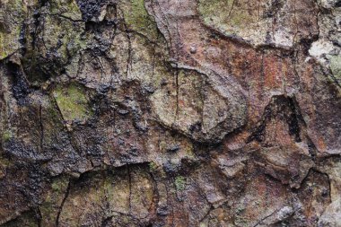 Ahşap arka plan doku ve Özet 