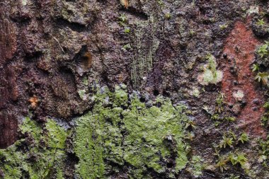 Ahşap arka plan doku ve Özet 