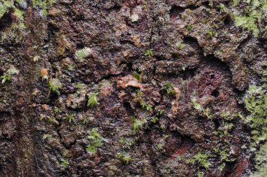 Ahşap arka plan doku ve Özet 