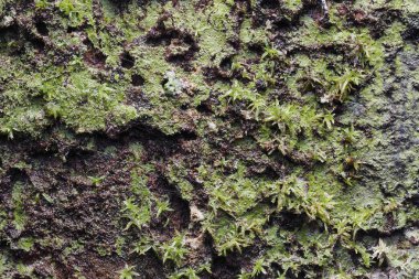 Ahşap arka plan doku ve Özet 