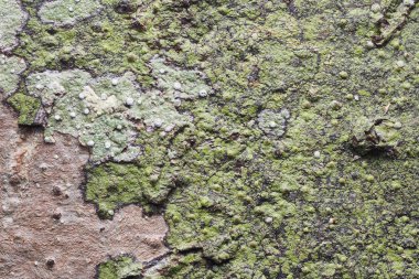 Ahşap arka plan doku ve Özet 