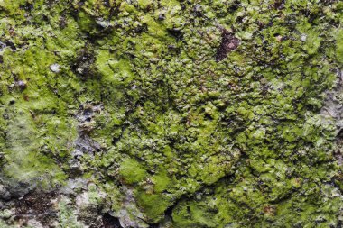 Ahşap arka plan doku ve Özet 