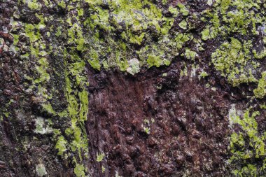 Ahşap arka plan doku ve Özet 