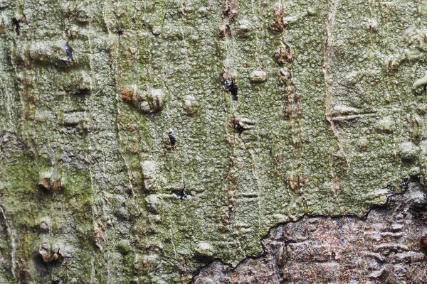 Textura de fondo de madera y abstracto —  Fotos de Stock