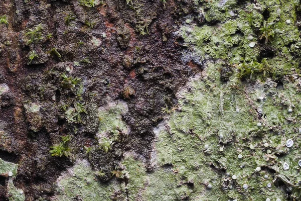 Textura de fundo de madeira e resumo — Fotografia de Stock