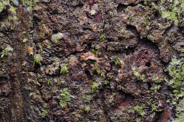 Textura de fundo de madeira e resumo — Fotografia de Stock