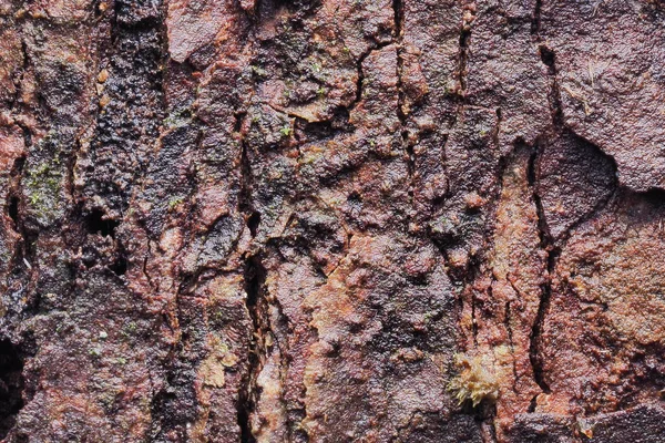 Текстура и резюме дерева — стоковое фото