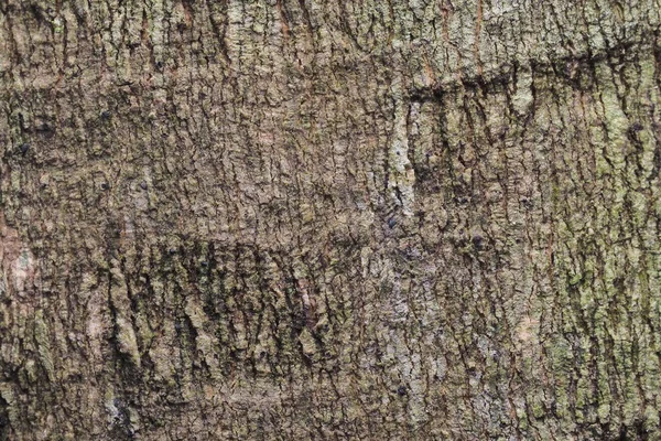 Tekstura drewna i streszczenie — Zdjęcie stockowe